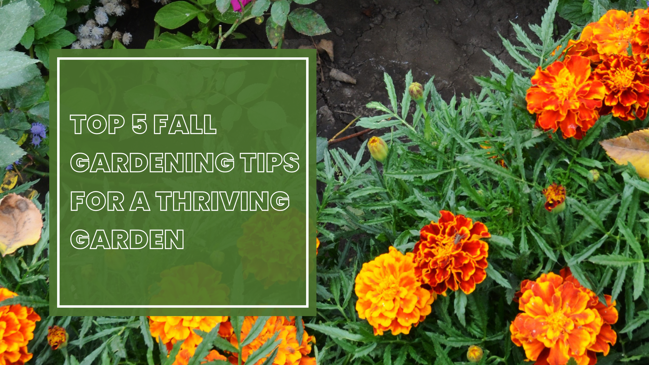 What Are the Secrets to a Healthy Garden This Fall?