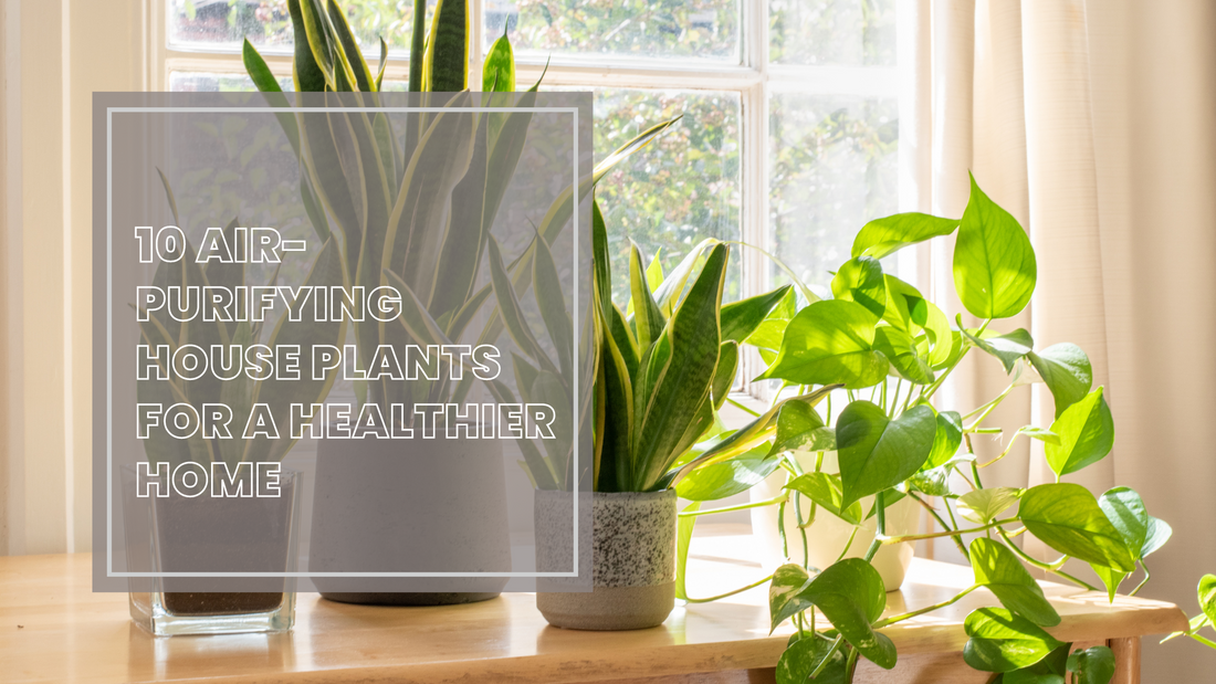 10 Air-Purifying House Plants for a Healthier Home