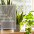 10 Air-Purifying House Plants for a Healthier Home