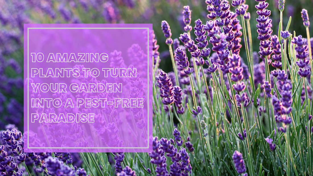 10 Amazing Plants to Turn Your Garden into a Pest-Free Paradise