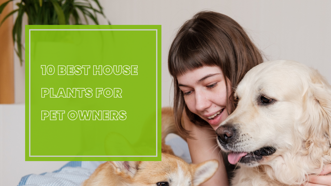 10 Best House Plants for Pet Owners