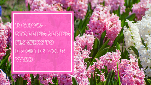 10 Show-Stopping Spring Flowers to Brighten Your Yard