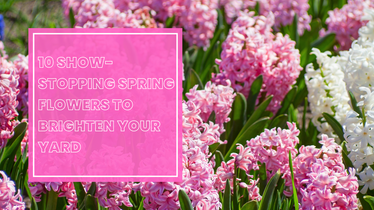 10 Show-Stopping Spring Flowers to Brighten Your Yard – BALDR Electronic