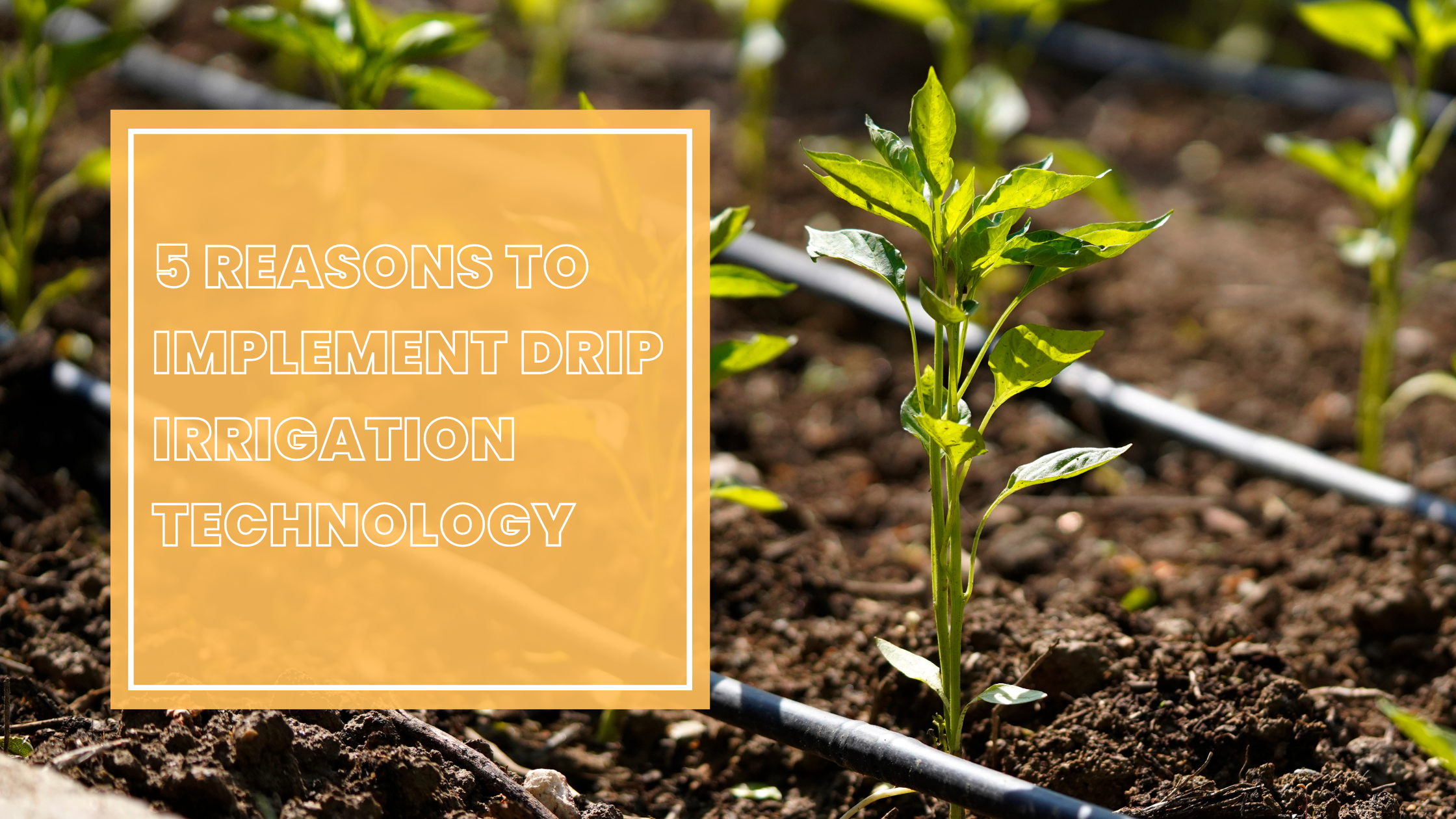 5 Reasons to Implement Drip Irrigation Technology – BALDR Electronic
