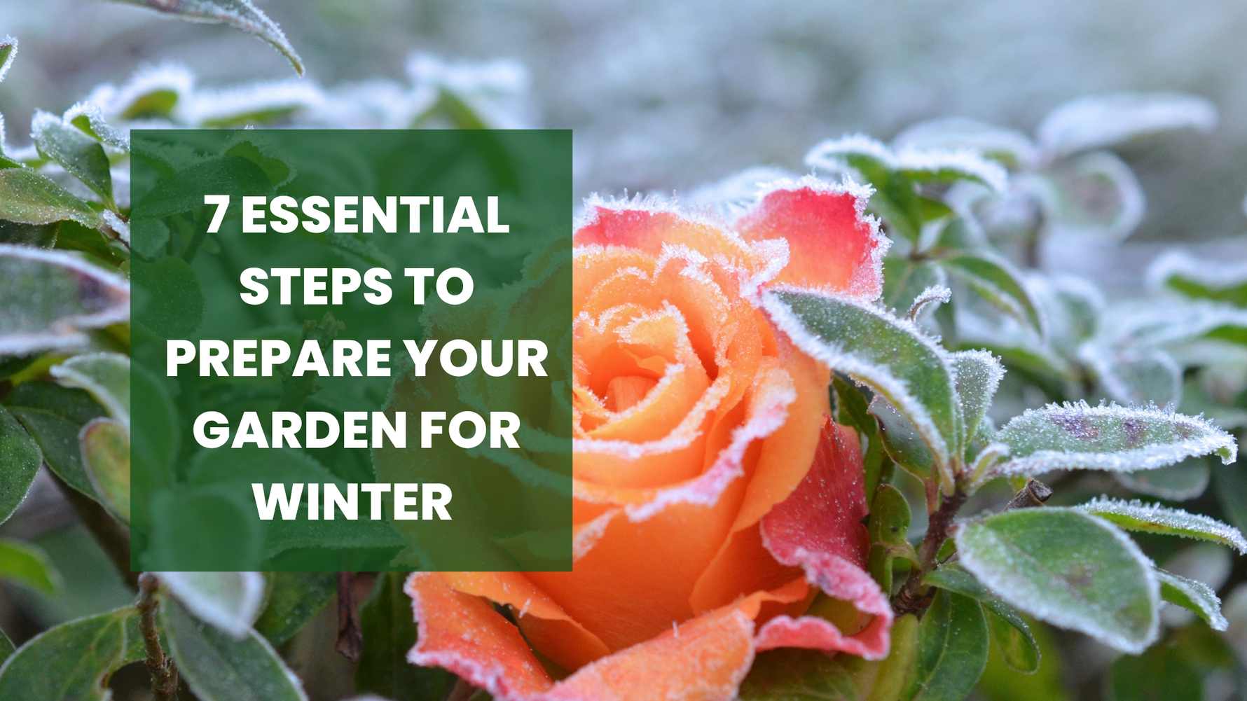 7 Essential Steps to Prepare Your Garden for Winter (Before It’s Too Late!)