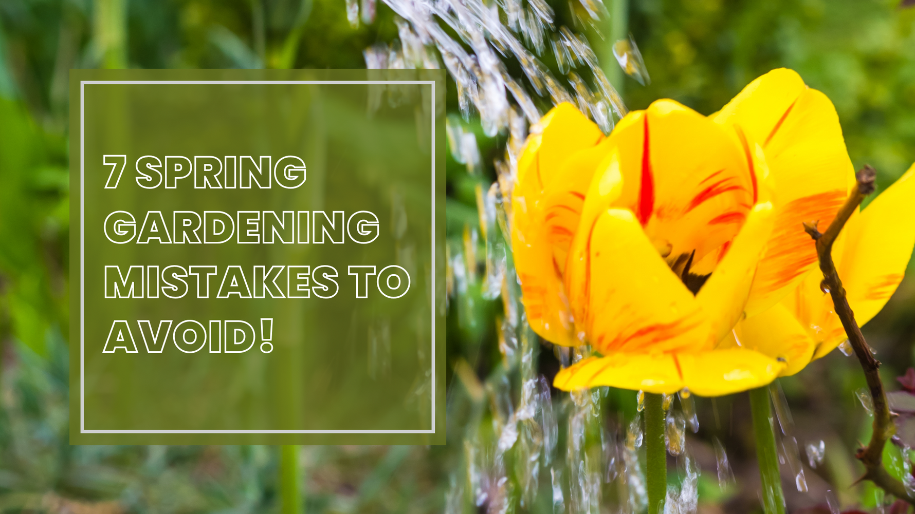 7 Spring Gardening Mistakes to Avoid!