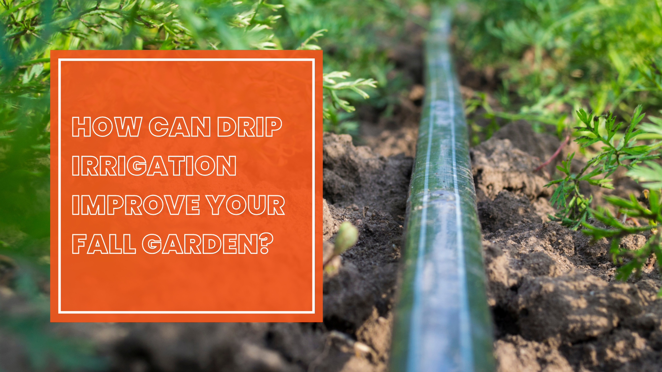 How Can Drip Irrigation Improve Your Fall Garden?