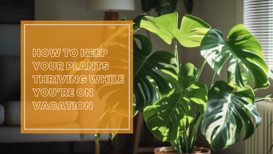How to Keep Your Plants Thriving While You’re on Vacation