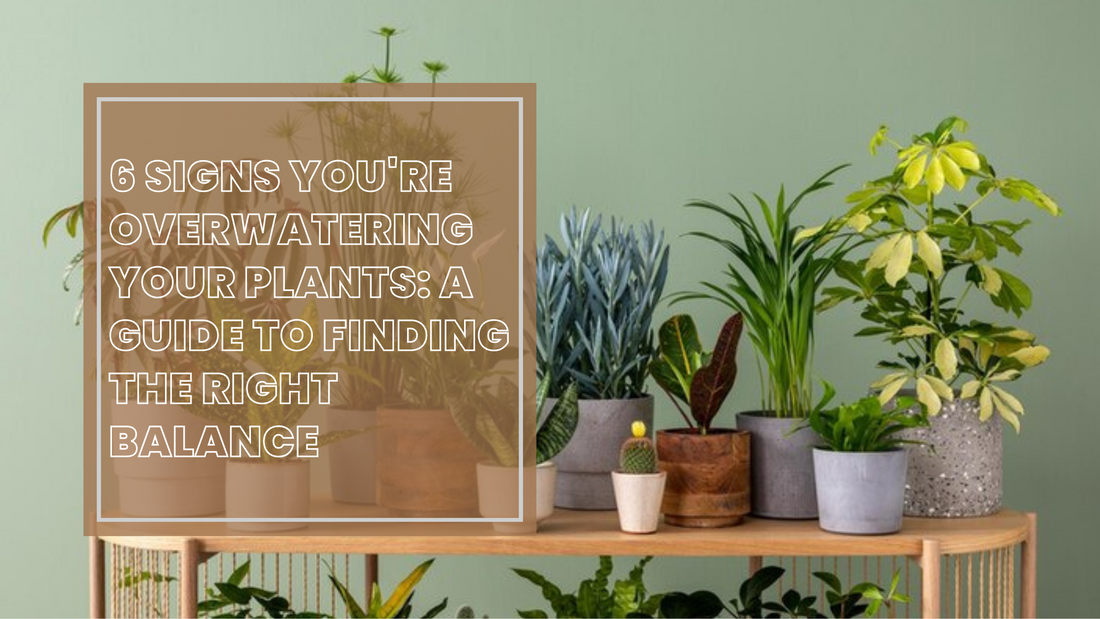 6 Signs You're Overwatering Your Plants: A Guide to Finding the Right ...