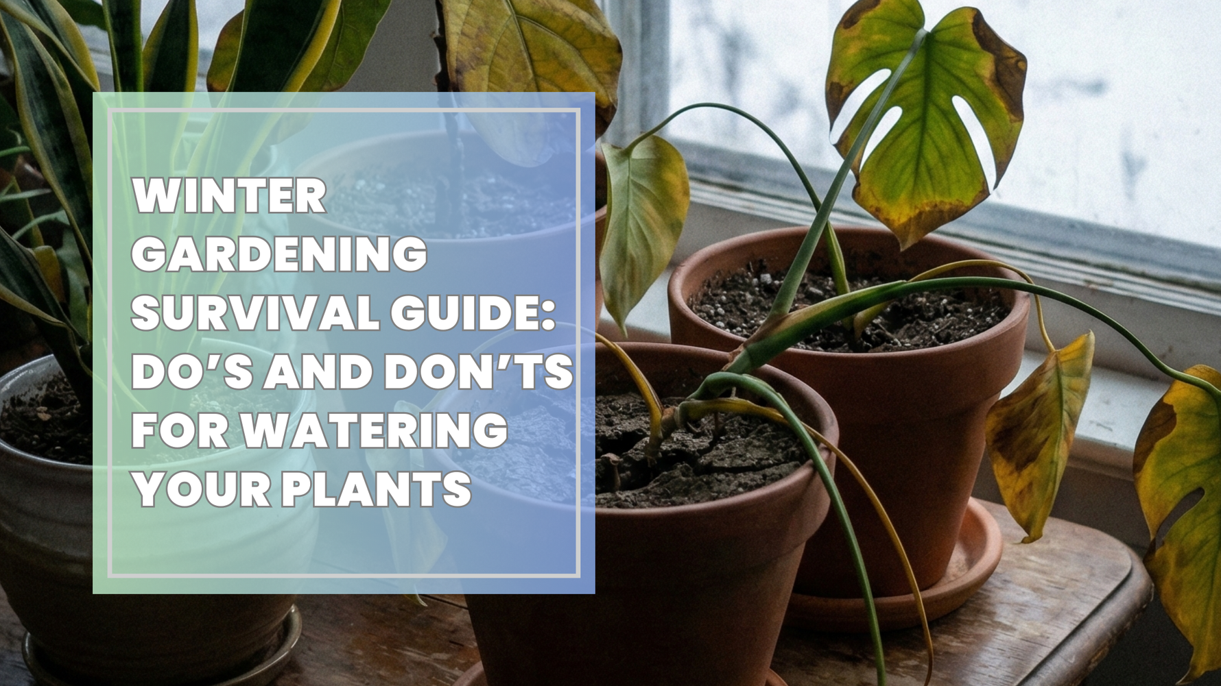 Winter Gardening Survival Guide: Do’s and Don’ts for Watering Your Plants
