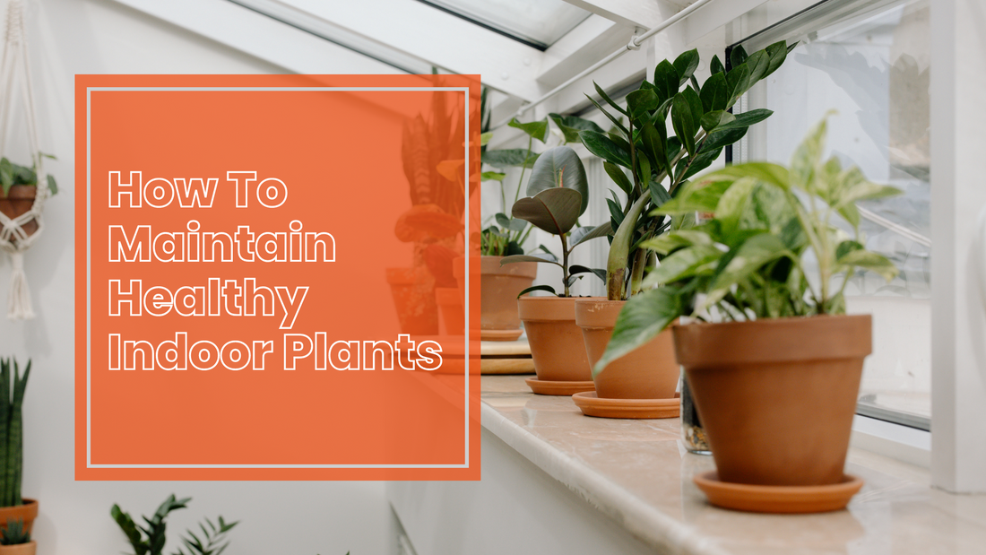 5 Tips To Maintain Healthy Indoor Plants