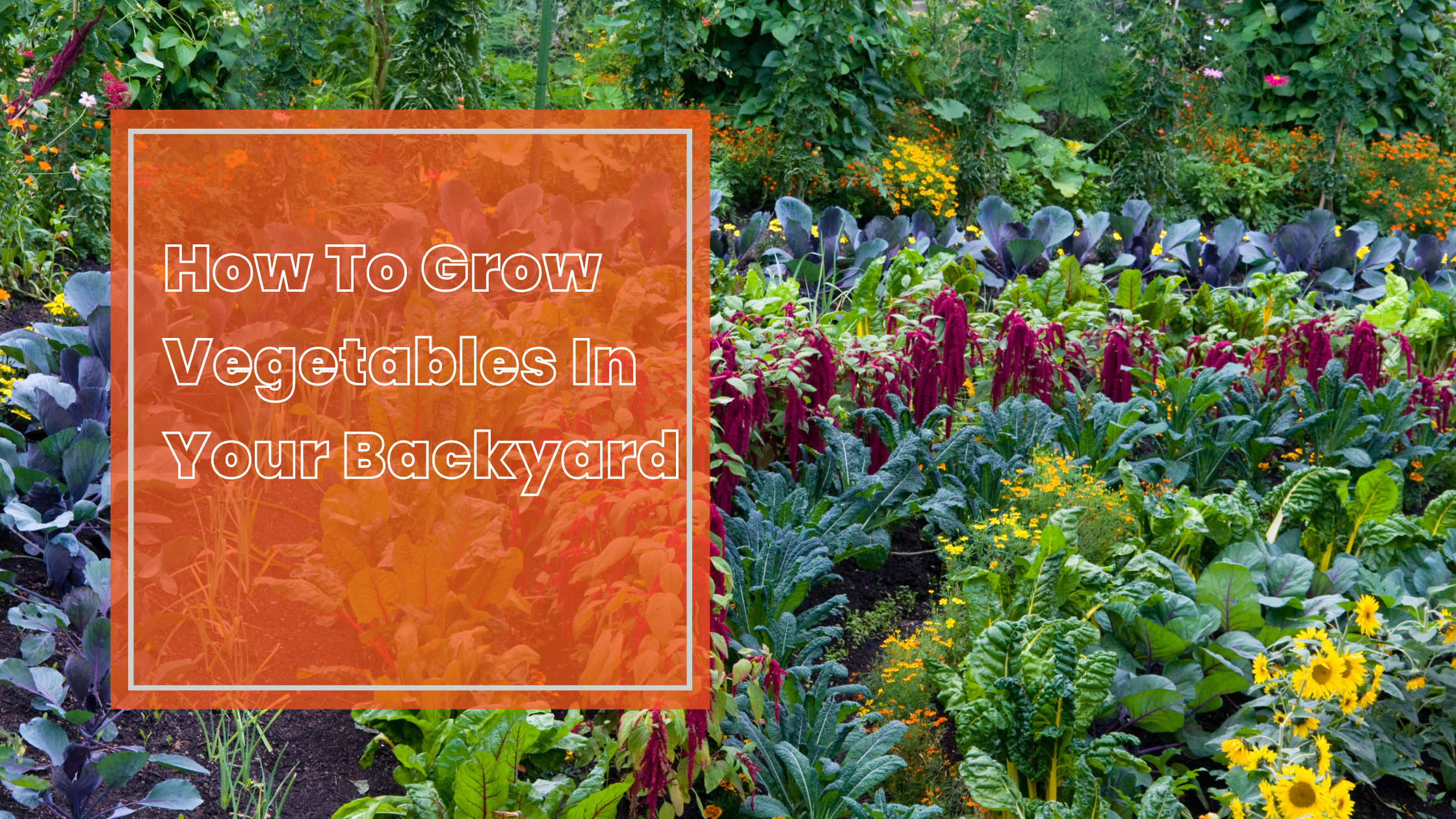 Learn How To Grow Vegetables In Your Backyard