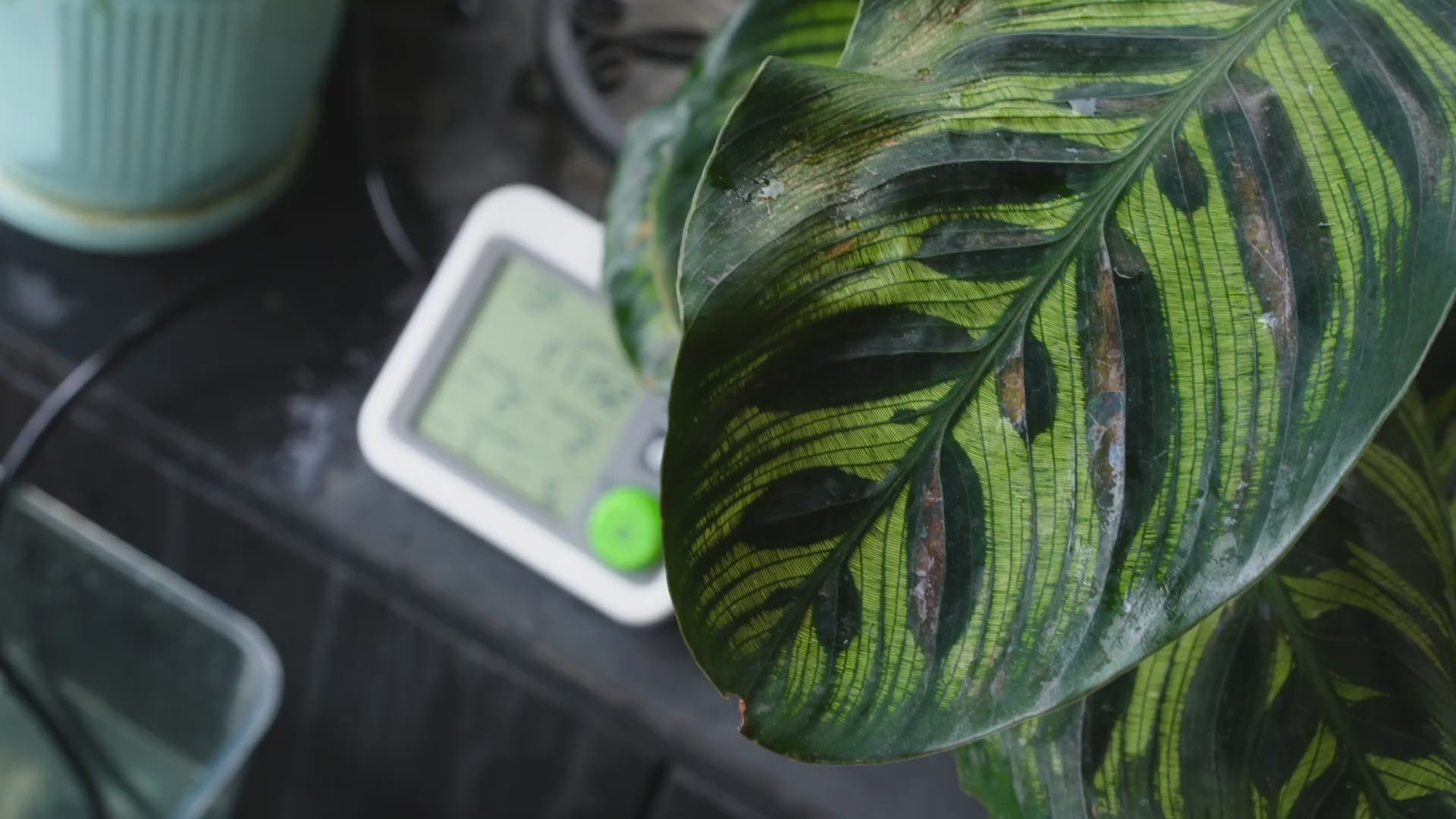 RAINPOINT Automatic Plant Watering System with Large Display